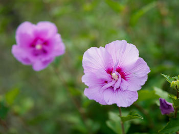 Close-up of pink flowering plant