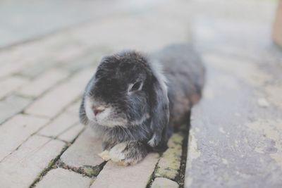 Close-up of rabbit on footpath