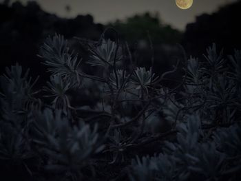 Close-up of plants at night