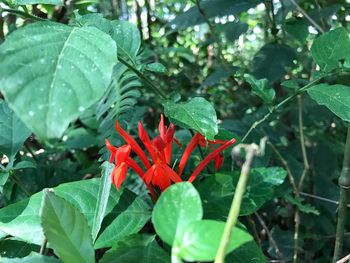 Close-up of red flower