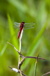 Close-up of dragonfly on plant