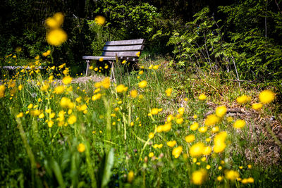 Yellow flowering plants on field