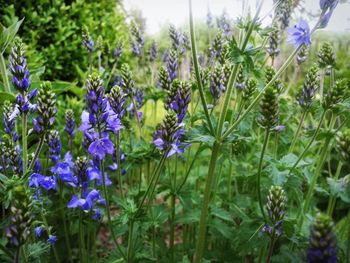 Close-up of purple flowers blooming in field