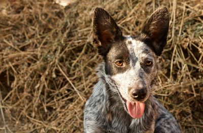 Close-up portrait of a dog on field