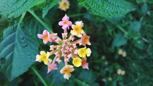 Close-up of pink flowers