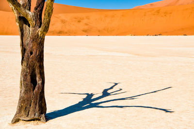 Bare tree at desert on sunny day