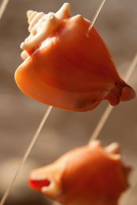 Close-up of orange leaf