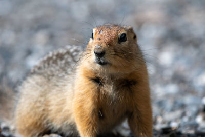 Close-up of squirrel