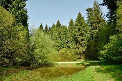 Scenic view of lake in forest against sky