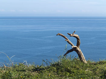 Driftwood on beach against sky