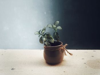 Close-up of potted plant on table