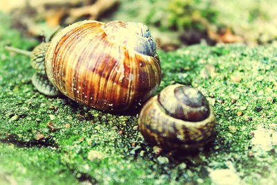 Close-up of snail on grassy field