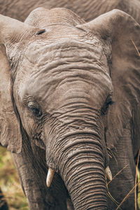 Close-up of elephant