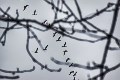 Low angle view of birds flying against sky