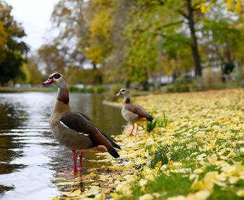 Ducks on a lake