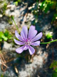 Close-up of purple flower blooming outdoors