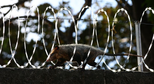 Close-up of a cat on metal fence