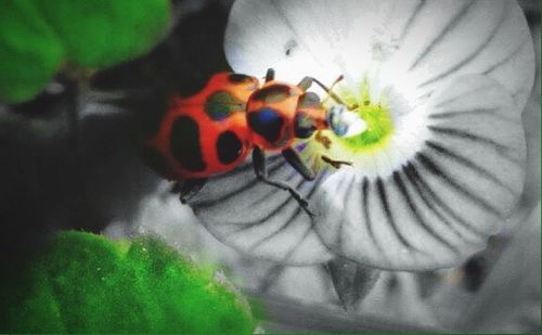 Close-up of insect on flower