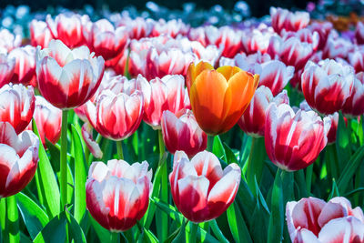 Close-up of tulips blooming outdoors