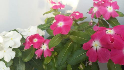 Close-up of pink flower