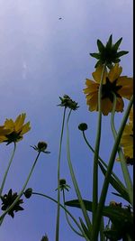 Low angle view of flowers blooming against clear sky