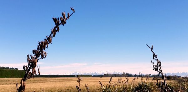 Scenic view of field against clear blue sky