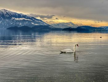 Swan floating on lake against sky during sunset