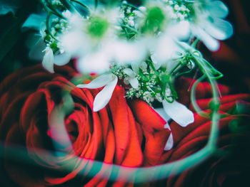 Close-up of flowers