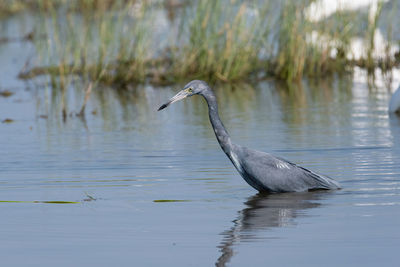 High angle view of gray heron in lake