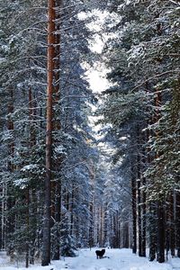 Snow covered trees in forest during winter