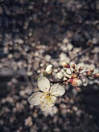 Close-up of cherry blossom