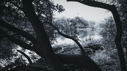 Reflection of trees in water