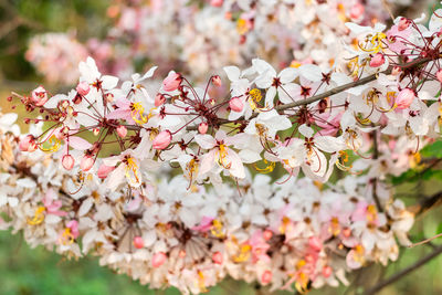 Close-up of cherry blossoms in spring