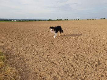 View of a dog on field