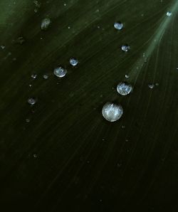 Close-up of raindrops on leaf