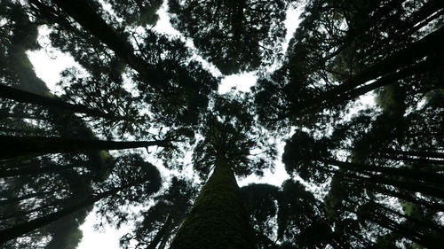 Low angle view of trees against sky