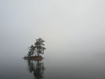 Tree by lake against sky during foggy weather