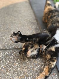 High angle view of cat lying on footpath