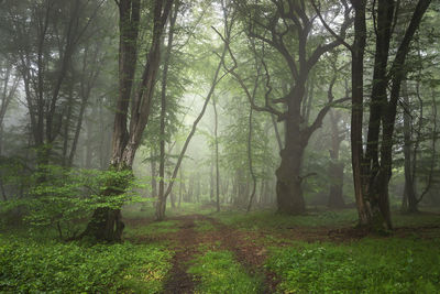 Summer morning landscape of the footpath in the  foggy forest