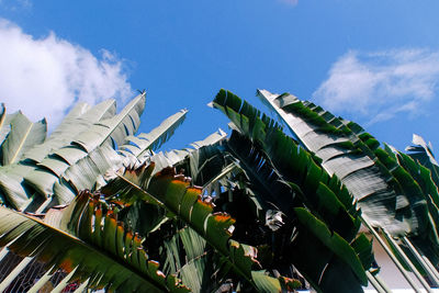 Low angle view of coconut palm tree against blue sky