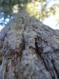 Close-up of tree trunk