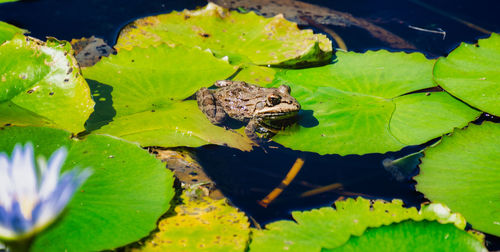 Close-up of frog on leaves in lake