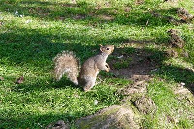 High angle view of squirrel on field