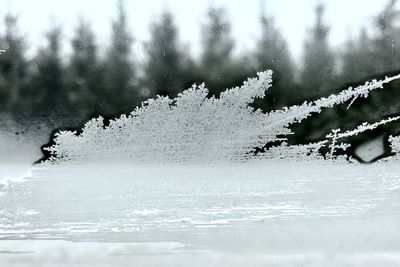 Close-up of snow on tree against sky