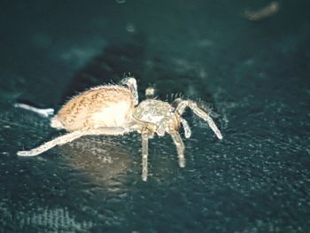 Close-up of spider