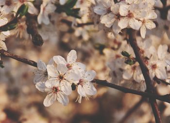 Close-up of cherry blossoms in spring