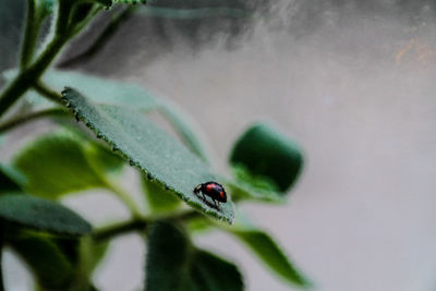 Close-up of ladybug on plant