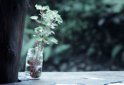 Close-up of plant in a recycled glass jar on table