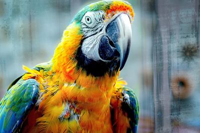 Close-up of parrot