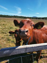 Cows in a field